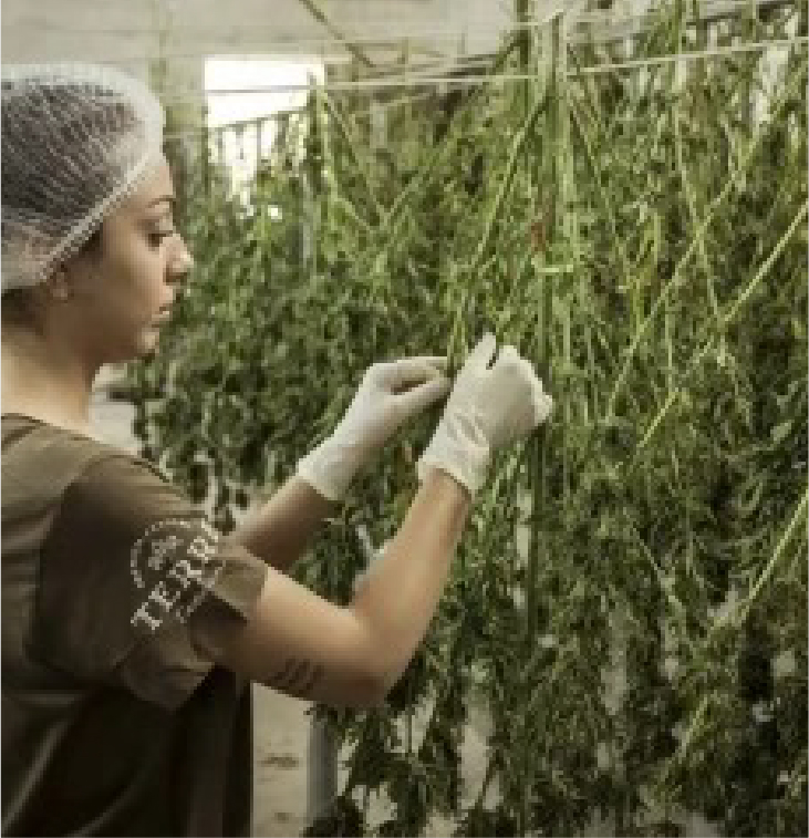 SEMILLAS DE MARIHUANA