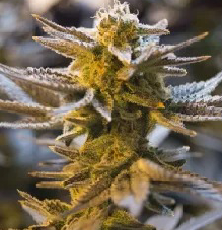 SEMILLAS DE MARIHUANA