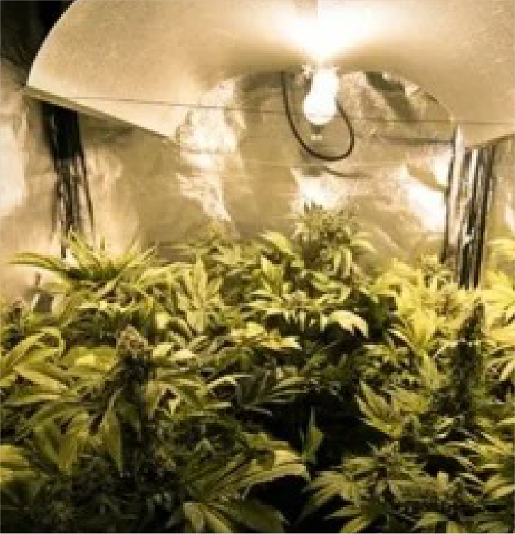 SEMILLAS DE MARIHUANA
