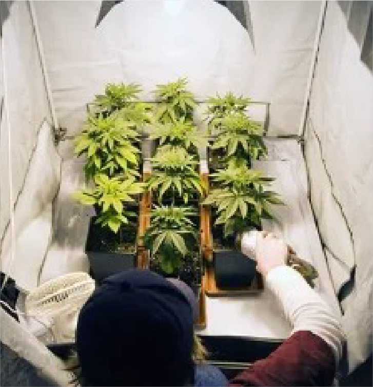 SEMILLAS DE MARIHUANA